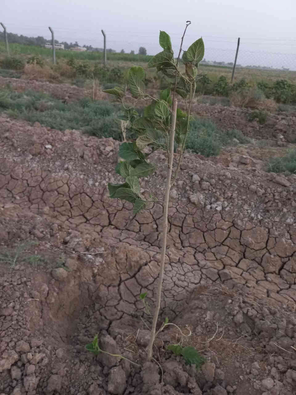 ألسلام عليكم/يتوفر دونمين زراعي عقد ٢٥ تحويل بأسم المشتري مغروسه اكثر من ١٠٠ فسيله واكثر من ٨٠ بيشة رمان وأيضا زيتون متوفر كافة الخدمات تبليط للباب ماء اساله ماء سقي كهرباء وطنيه مولد منطقه بير ارتوازي المدارس قريبه مستوصف قريب العنوان ناحيه كنعان شمر منطقة سكنيه #***********#***********

