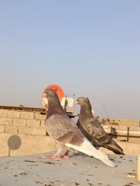 افراخ • مختلفة الأعمار • البصره