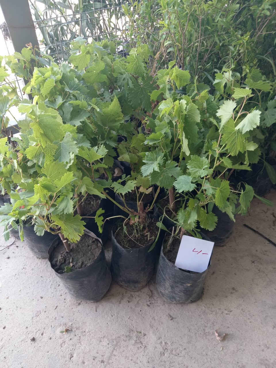 بسم الله 🌹 تم وصول ورد جوري عطري 🏵️ ورود زينه موسميه و دائميه 🌳 أشجار  🌿
رمان
عنب
برتقال
يوسفي
ليمون
تكي
🌺
نبته الهيل
🌿
اكاسيا
البيزيا البخ
🍀
أبو حارث *********** اسيا ***********
الشرقاط الجميله تقاطع الطوب

