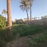 أرض زراعية • طابو صرف زراعي • ١٧٠٠م
