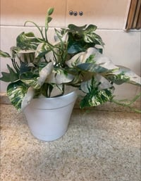 زرع صناعي • غصنين • بدون سندانه