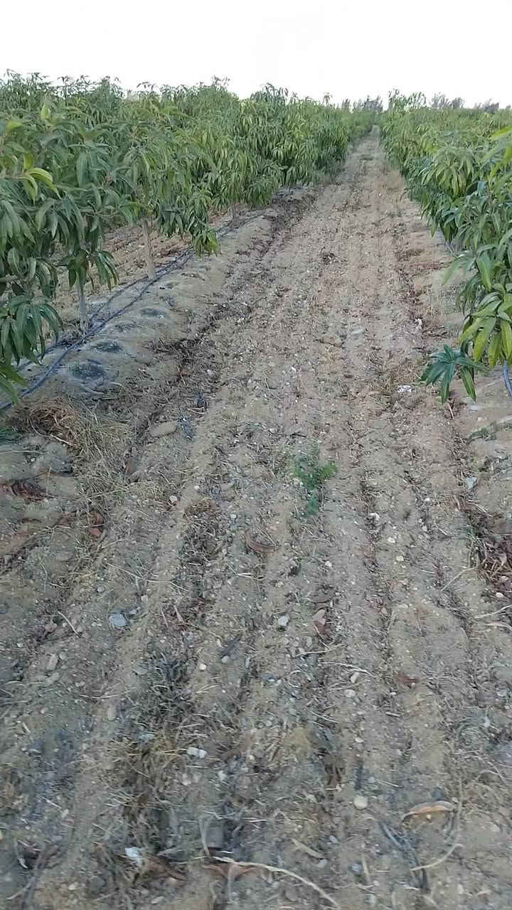 مزرعه منتجه بمساحه 17 فدان للبيع فى وادى النطرون/البحيره/تقسيم الجهاز المركزى
الزراعات الحاليه: مانجو وزيتون
المزرعه بعقد ملك من محافظه البحيره وليس عليها اى مستحقات للدوله وبها حيازه زراعيه وكارت فلاح
المزرعه مجهزه بمحول كهرباء حكوميه بقدره ١٠٠k وبئر مياه ارتوازى خاص بالمزرعه وسكن عمال ومخزن وعنبر صغير
للاستعلام والمعاينه/01069582965


**إذا كنت صاحب هذا الإعلان وتريد حذفه لأي سبب، رجاءا أرسل رسالة إلى الدعم الفني**