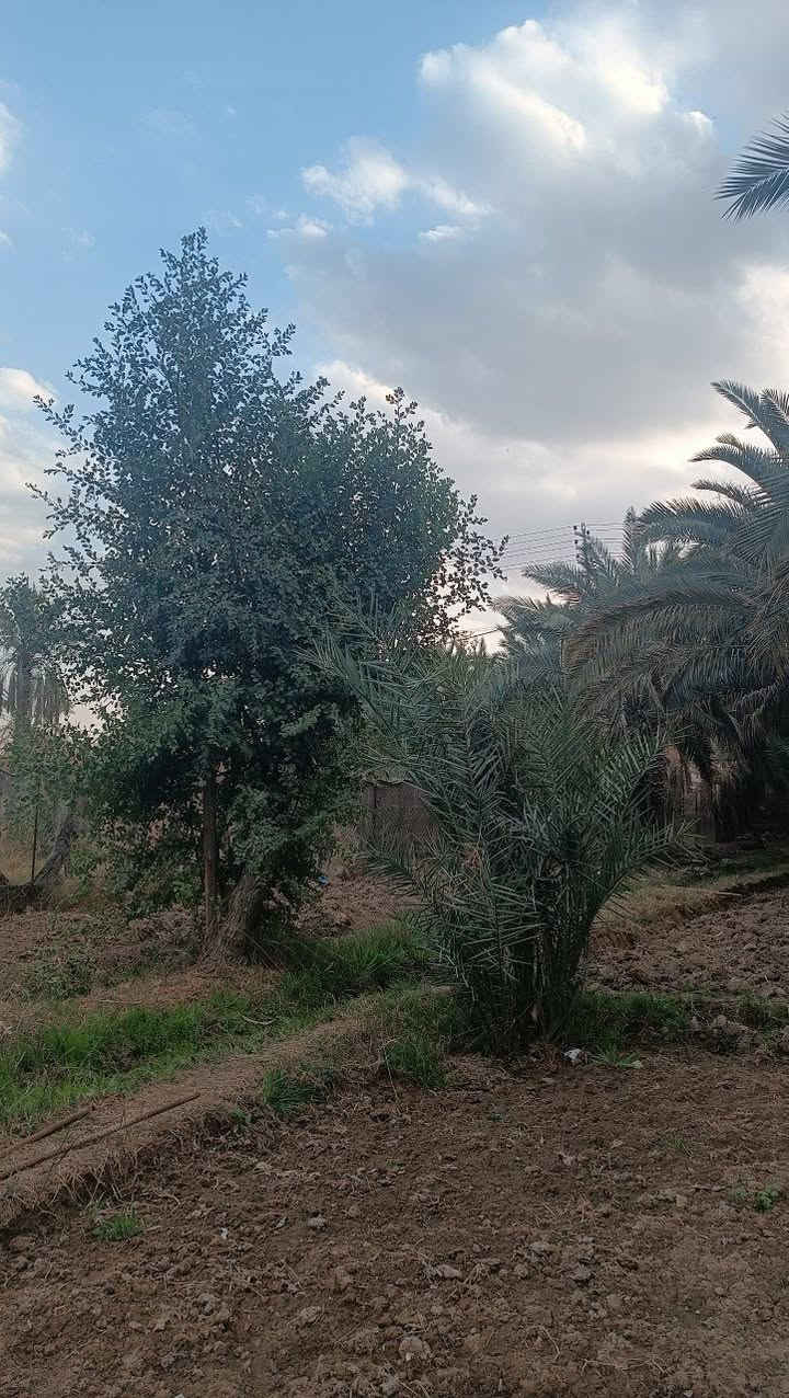 السلام عليكم
أرض زراعية للبيع تبعد عن جسر أبو حديبة تقريبا ٥٠٠م في سوق الشيوخ
مساحتها ١٣٩٠ م الواجهة على شارع تبليط  ونهايتها على شارع فرعي وكذلك معها مساحة تطل على نهر الفرات من يرغب بالشراء الأتصال على الرقم ***********
وكذلك توجد قطعة زراعية خلفها مساحتها ١٦١م
للبيع أيضا.
