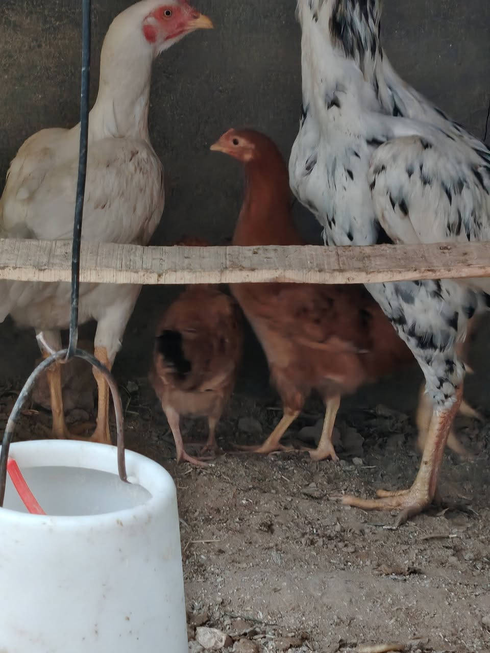 يوجد دجاج للبيع شلع هم والفروخ
والدجاجه بياضه كل يوم بيضه  للتفاصيل خاص


**إذا كنت صاحب هذا الإعلان وتريد حذفه لأي سبب، رجاءا أرسل رسالة إلى الدعم الفني**