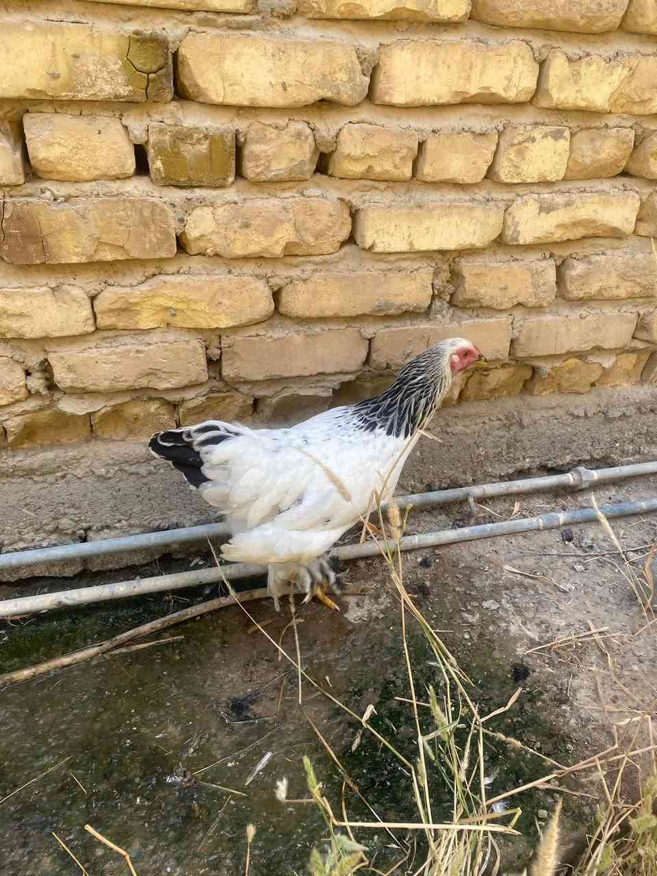 دجاجة براهما خط اول على وجه مبياض
دجاجة سلطانيه ع وجه مبياض 
افراخ عرب عمر 3 ايام 
زوج بودلي عمر شهر 

مكان حي فارس 
***********
