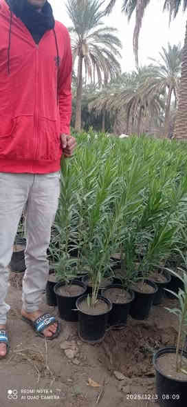 تشكيله مرتبه 😉
واسعار رمزيه 🫰

بمشتل بابل بفضل الله تشكيله مميزه من الاشجار الخارجيه المقاومه لاجوائنا  والضروف الصعبه متوفره في مشتلنا بكميات كبيره 
                              #للجمله_فقط 
#وبأسعار_مناسبه_لاصحاب_المشاتل_والدوائر_البلديه_ #والمشاريع_وحملات_التشجير
#العنوان / بابل طريق حله نجف رارنجيه المجريه 
للاستفسار //             👇
#ابو_دانيال.    ***********
