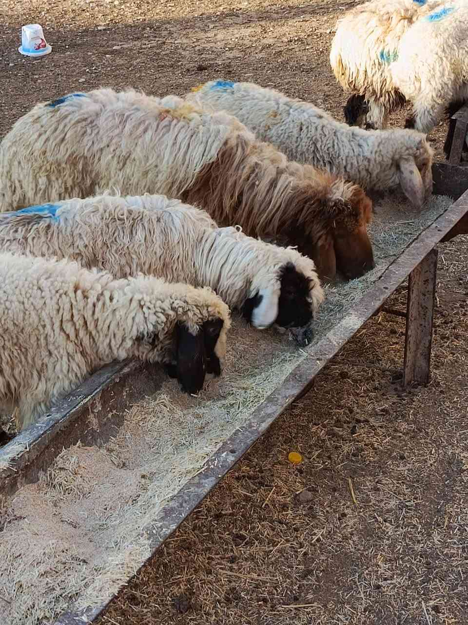 يوجد طليان عدد 6 + فطايم عدد 5 ناصحات شرط نصاحه مال ربط حلوات ومناسبات وبيع شلع العنوان بيجي رقم الهاتف
‏‪***********‬‏....‏‪***********‬‏
يوجد طليان عدد 6 + فطايم عدد 5 ناصحات شرط نصاحه مال ربط حلوات ومناسبات وبيع شلع العنوان بيجي رقم الهاتف
