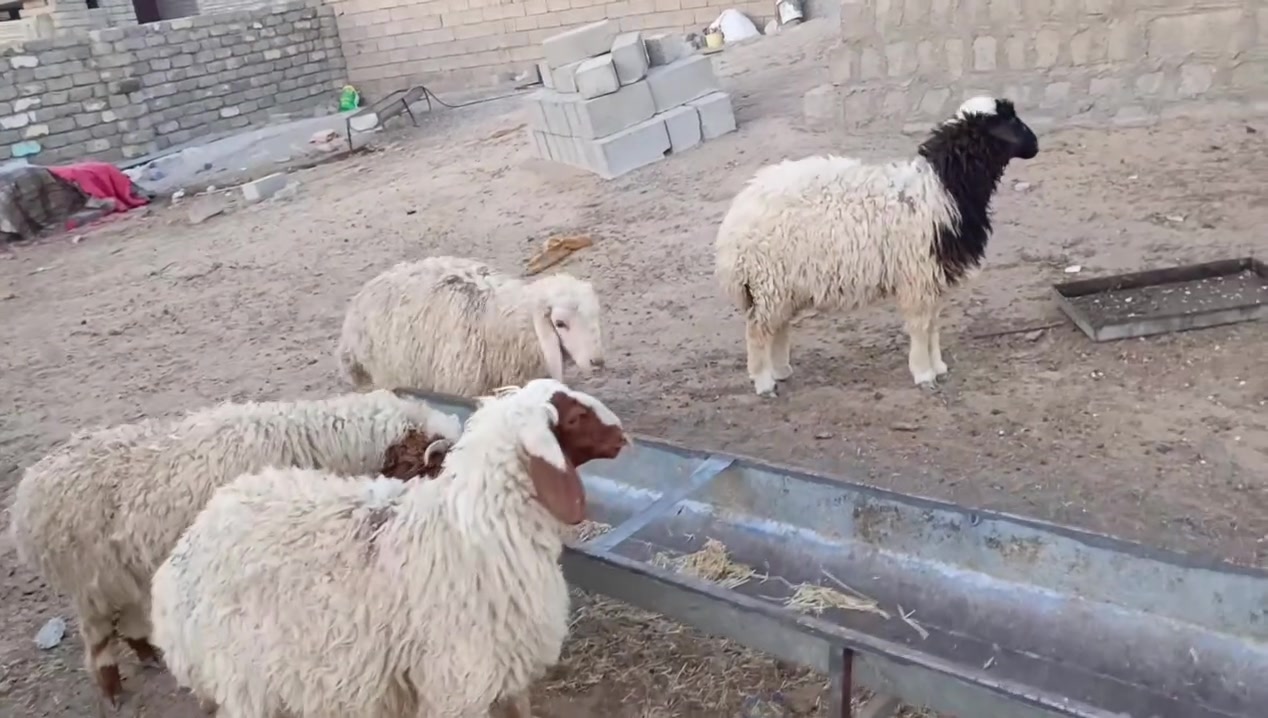 البيع طليان مال ربط ومناسبات خرفان 2 وفطايم 2 مكان بيجي ‏‪***********‬‏
