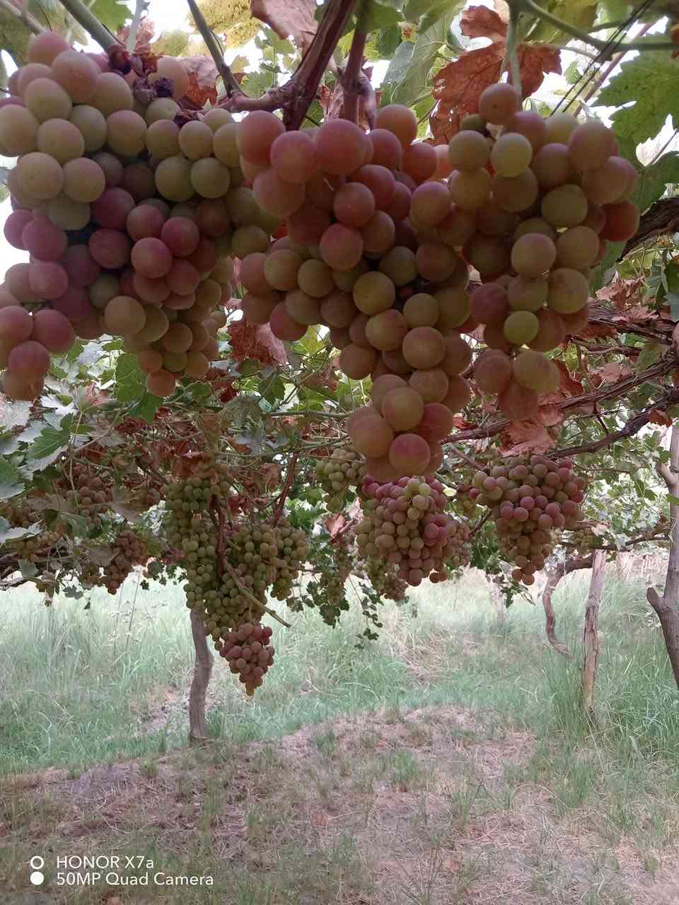 السلام عليكم اخواني أصحاب المشاتل ولجميع محافظات العراق
يتوفر شتلات عنب للبيع سارعوا بالحجز قبل نفاذ الكميه  لتجهيز مشاتلكم بأفضل شتلات من العنب وبانواع مختلفه  حلواني   فرنسي   شده تركيه   شده عراقيه   عنز    اسود
العنوان حله سياحي
محمد جوهر
***********
*********** واتساب
