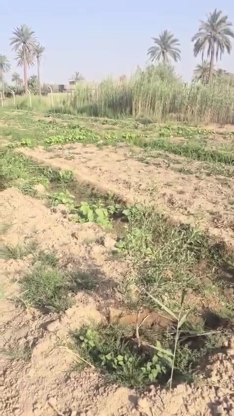 بسم الله الرحمن الرحيم 
تتوفر شتلات من ارقى اصناف الزيتون العالمية عالية الزيت
زيتون كوروناكي اليوناني واربكوين الاسباني التي تتميز بغزارة الإنتاج ونسبة عالية الزيت ومبكرة بالانتاج
البيع جملة ومفرد 
سعر المفرد 4 الاف 
للطلب *********** واتساب ماسنجر
