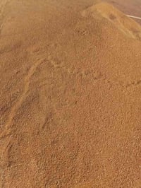 بذور فرنسية • جيل أول • واسط قضاء الحي