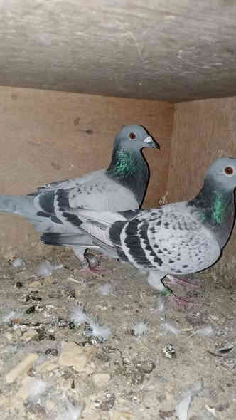 متاحالسعر 15  بغدادط ***********
