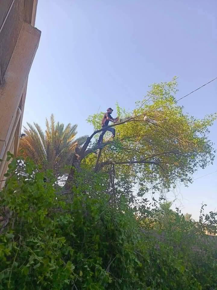 تقطيع الشجار ونخيل في بغداد 
كرخ ورصافه وساب 
***********
*********** @الجميع
