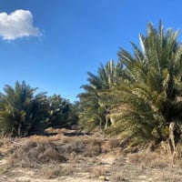 ديوانية الشافعيه • ٩ دونم • طابو زراعي