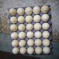 بيض بط مصري • تفقيس