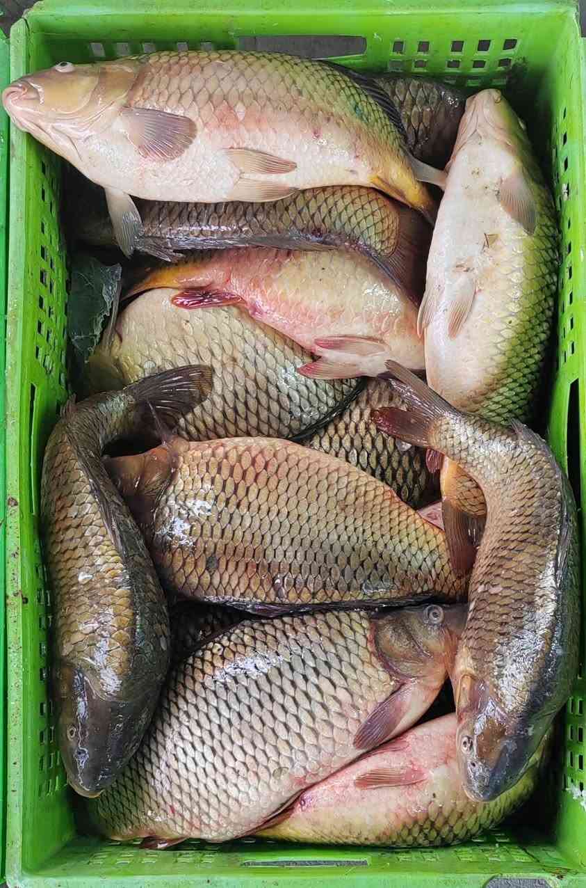 متوفر سمج سمتي كبار مال بحيرات
سعر الكيلو ب ٦ ونص
توصيل اكو
***********
*********** واتساب
العنوان الديوانية سوق العروبه مقابل صيدليه الغيث الفلكه النافوره طرشي رمانه قرب مأكولات المصلاوي
