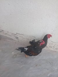 دجاج وديك • ثنين • بهادرية