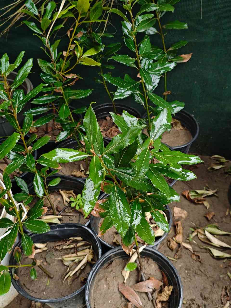 🌿مشتل سلفينيا🌿
توفرت شتلات شجرة ورق الغار 🌿

📏 الارتفاع: من 60 إلى 70 سم
💰 السعر: 10 ألف 
🚚 التوصيل: متوفر لجميع محافظات العراق

🌿المواصفات:
شجرة دائمة الخضرة، أوراقها عطرية قوية تُستخدم بالطبخ والعلاج، شكلها جميل وتصلح للحدائق والبيوت 🌿

🌞التحمل:
تتحمل الشمس والظل الجزئي، قوية وتنجح بمناخ العراق وتنمو بمختلف أنواع التربة 🌱

🌿الفوائد:
• تستخدم كتوابل طبيعية للمأكولات 🍲
• تحتوي مضادات أكسدة مفيدة للصحة 💚
• تساعد على تقليل الالتهابات
• طاردة للحشرات وتحمي النباتات المجاورة 🪴

🌷مشتل نباتات نادرة يوفر أجمل وأقوى الشتلات وجودة عالية🌷


**إذا كنت صاحب هذا الإعلان وتريد حذفه لأي سبب، رجاءا أرسل رسالة إلى الدعم الفني**