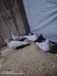 بخاريات • ٣ أزواج • حمدانيه