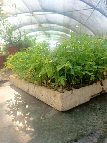 السلام عليكم ...🥬🥬🥬
توفرت لدينا تشكيلة من الخضروات بجميع انواعها .. السعر كل 10شتلات بألف دينار والجملة سعر اخر 🥬🥬🌱🌱🌱
القرنابط .
الهانة الحمراء 
 الهانة الخضراء 
الطماطم 
البأذنجان 
الفلفل الحار والبارد ...
توجد خدمة توصيل جميع المحافظات 6 الاف دينار 
العنوان محافظة ذي قار  ..قلعة سكر 
مراسلة الصفحة او واتساب او اتصال 
***********
***********
#الجميع
