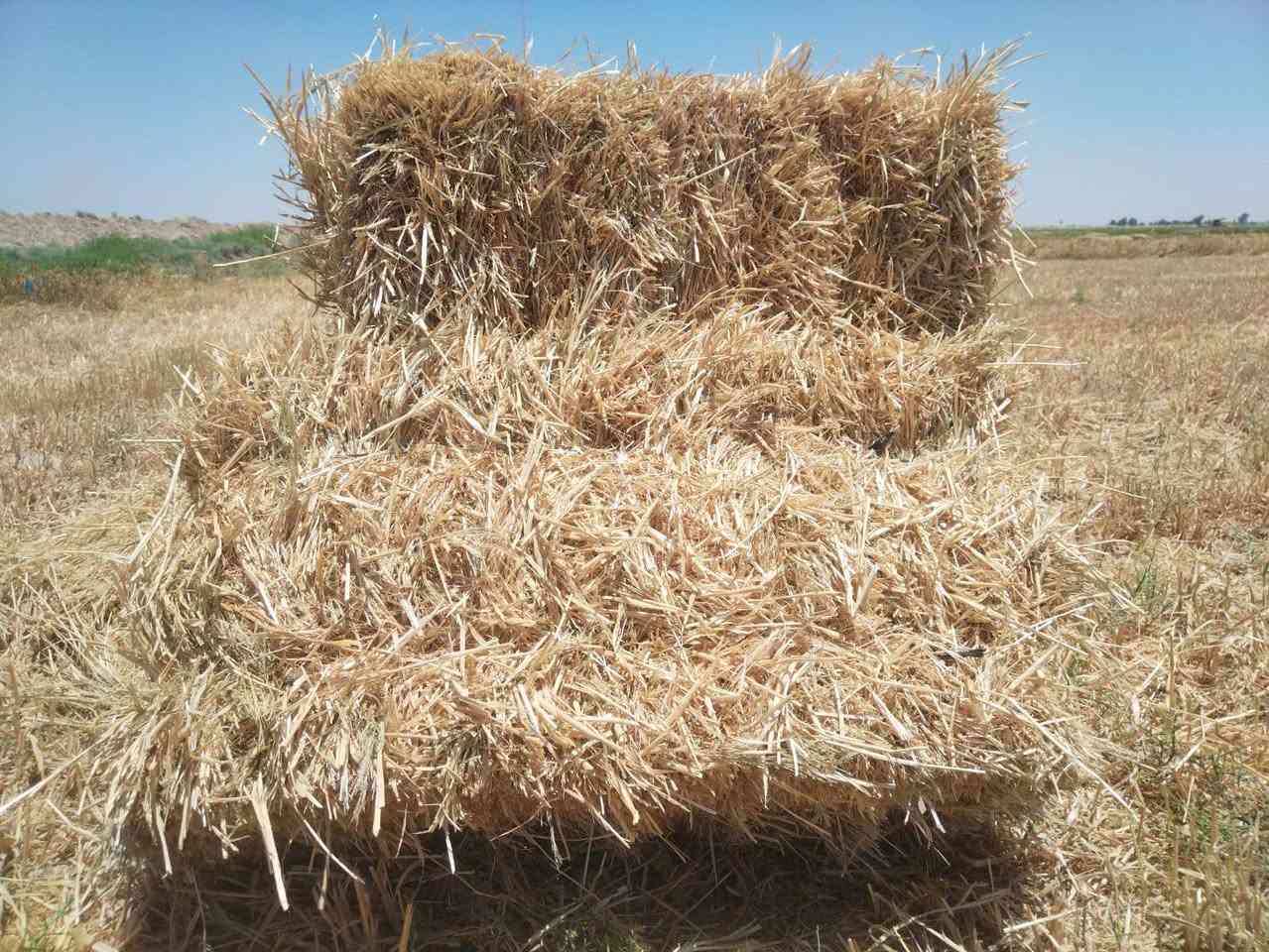 السلام عليكم 0786058203
يوجد تبن دخن + تبن حنطه كفر 
الكميه مفتوحه 
المكان الدوانيه


**إذا كنت صاحب هذا الإعلان وتريد حذفه لأي سبب، رجاءا أرسل رسالة إلى الدعم الفني**