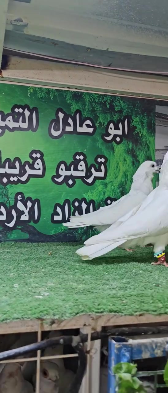 السلام عليكم ورحمة الله 
موكل مكذل مكذل


**إذا كنت صاحب هذا الإعلان وتريد حذفه لأي سبب، رجاءا أرسل رسالة إلى الدعم الفني**