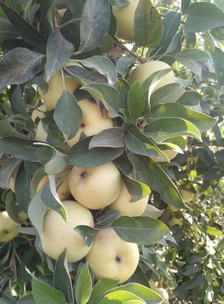 مزرعه للبيع 3 ونص دونم قرار 117 المزرعه مخدومة كافت الخدمات وكافت الأشجار المثمرة نخل مع حمضيات عنب وزيتون ورمان امريكي مشمش تفاح عرموط تين اصفر تين اسود بني مسلم كهرباء محولة ام 400 انارة شارع مدارس متوسطة وابتدائية مستوصف سوك قريب عليها ماء سقي نهر مع بئر مع ماء اسالة مع تبليط السعر عند الاتصال بالرقم *********** / *********** العنوان بغداد المعامل الحسينية منطقة السعاده البو عامر .
