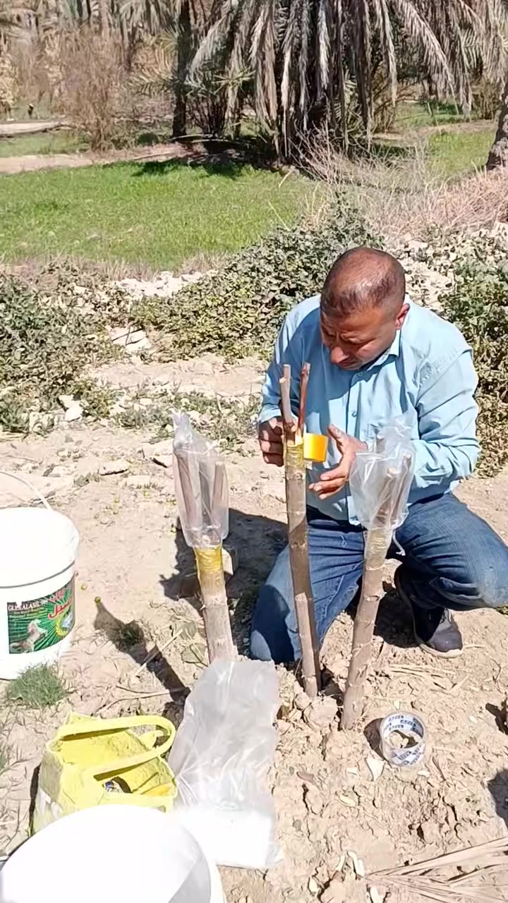 أبو محمد إشراف ومتابعه وتطعيم ***********
