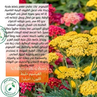 بذور متنوعة • خضراوات منزلية • توصيل لجميع المحافظات