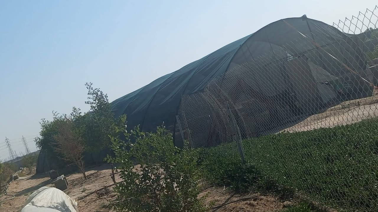 مكلف بالنشر هذا رقم راعيه ‏‪***********‬‏
بيت زراعي طولة 24 متر وأكثر عرضة 9 متر جديد مثل ماموظح بالصورة سعرة مليون وربع بدون شبك التور مكانه البصرة خور الزبير على شارع الغاز
