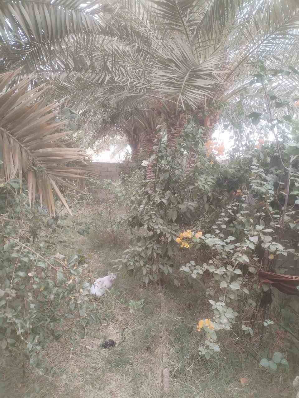 بيت عله طريق السنيه حي الامين الأول مساحة 650 م يتكون من 2 غرف وستقبال ومطبخ وصاله وحمام ومجموعه الصحيات خارجيه حديقه حلوه تمر حمال تين حمال عنب حمال للاستفسار عله ***********
