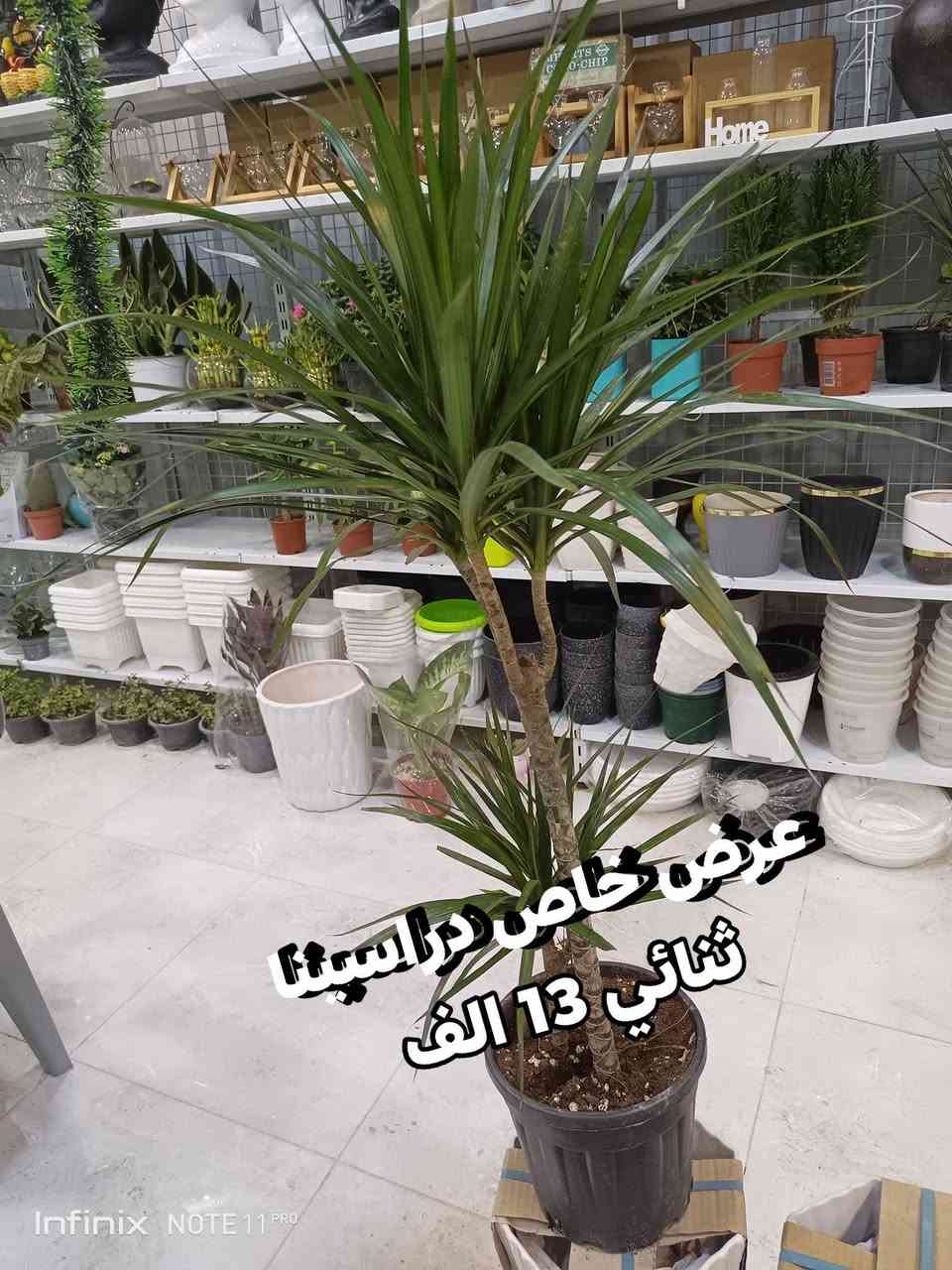 عرض خاص... ليوم الجمعة...الانبار الرمادي العزيزية مكان الجديد...من جهة شارع العام  شارع ميسلون  اول فرع على اليمين *********** ... يوجد توصيل داخل الرمادي. @الجميع
