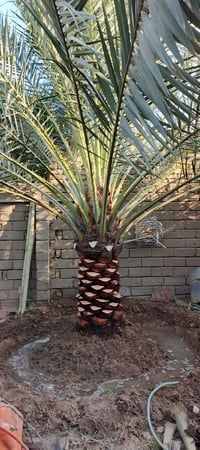 ربي يحفظكم جميعا رمضان كريم عليكم نشاء لله عملي كص نخل قلع وتقليم الشج...