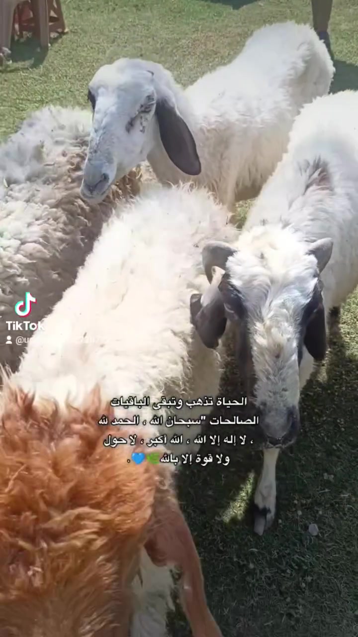 افلح من صلى على محمد وال محمد متاح غنم للبيع العدد 7 حلال نظيف مال ديره مكفول كفالة عامه سن وشطر حلال نظيف مال جني ماخذ الفحل هسه تويته واني يدور حلال نظيف مال ديره سعر زوج غفل بدون عملة 550 مكانها بغداد المشاهده قرب التاجي  توصيل ما عندي.  ///‏‪***********
