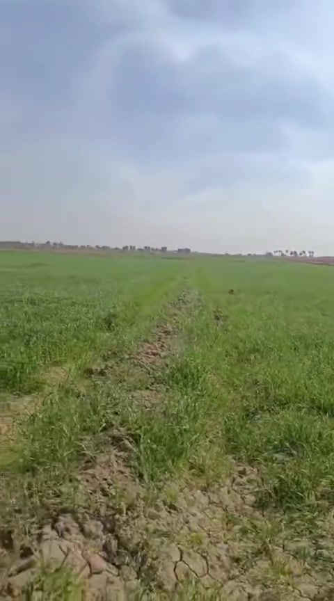 ارض زراعيه للبيع طابو سند ٢٥ مساحه (100)دونم  في الزبيديه متوفر  فيها كافه الخدمات  مضخه مياه  كهرباء  علئ نهر دجله( 40)احصان  وقريبه علئ المدارس . 
ارض مخدومه  وصالحه للزراعه.
لمعرفه بقيه التفاصيل اتصل  او مراسله خاص...
(***********)
