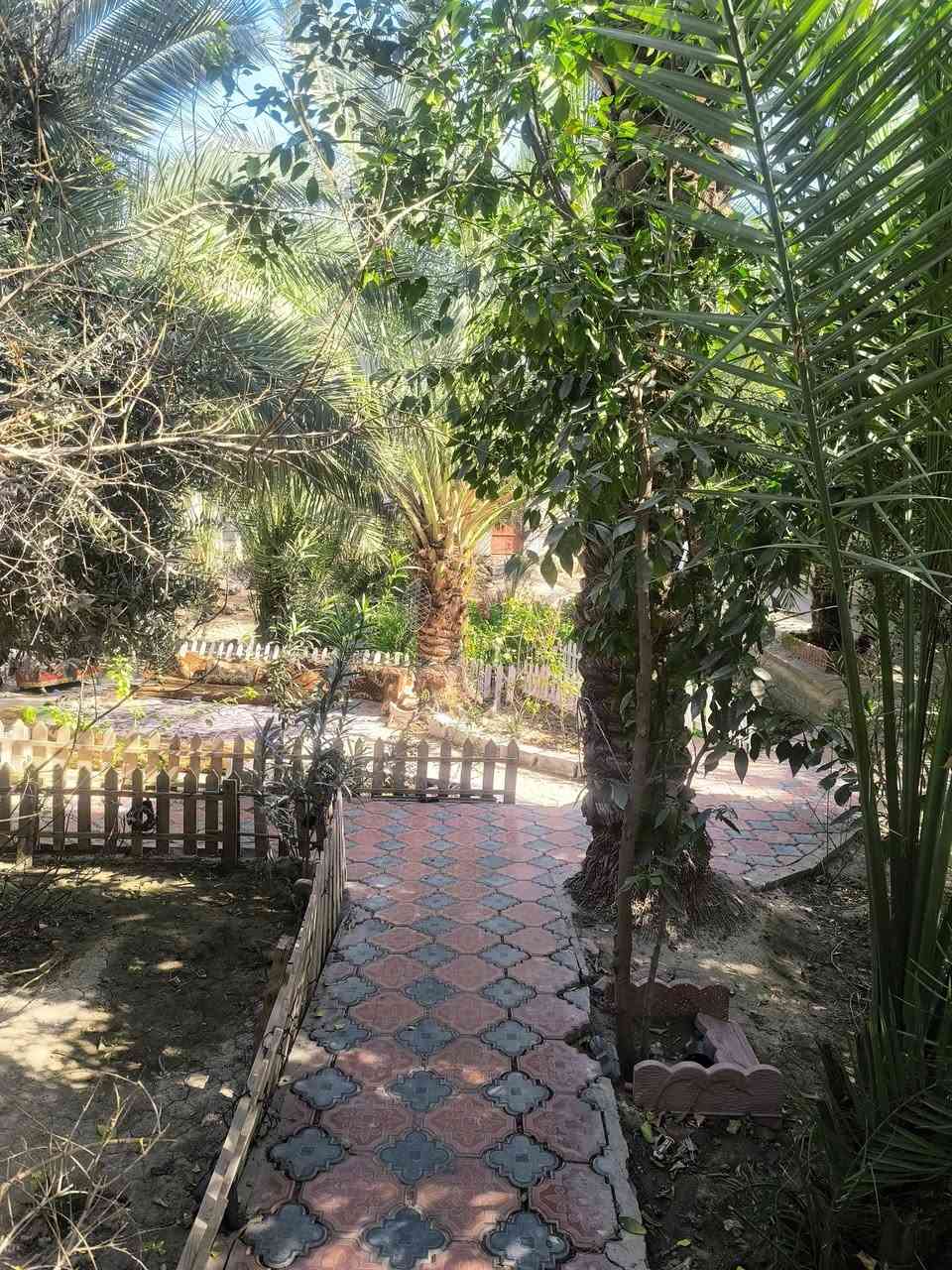 بيت للبيع 950m
 مساحة البناء 300 (قاسميهن بيتين كل بيت باب وحد ) 
وبيه محل ببداية البيت مأجر ينه 
بناء بلوك كهربائي حديث وبيه ٥ غرف وصالة وصحيات داخليه وخارجية ومطبخ واستقبال 
يبعد عن الشارع العام ١٠٠ م  والتبليط واصل للباب البيت 
,زراعي سند 25 بيه وصل تطويب 
انواع الفسائل بيه مزرعة كلش مرتبة وتعبابنين بيه مايقارب 20 نخلة وكلة حمال 
والفواكه بانواعه
الموقع سوق الشيوخ ( حي الجوادين ) 
نزلة الكهوة 
للتواصل 
***********
***********
