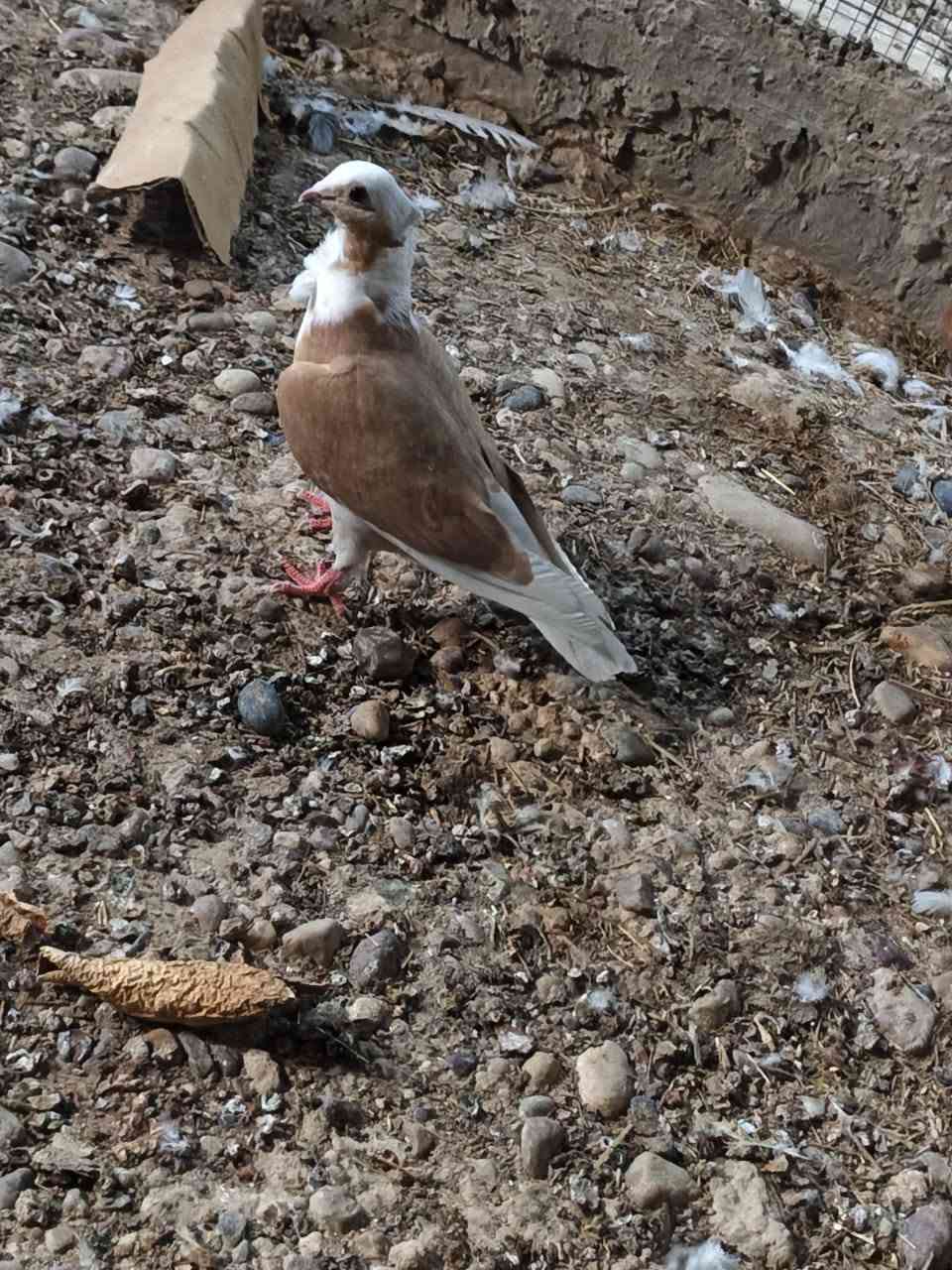 السلام عليكم  
لبيع أرافل مخاليف زوجين  تك خط أول وردة كعكولة  
شراي يجي خاص يدلل


**إذا كنت صاحب هذا الإعلان وتريد حذفه لأي سبب، رجاءا أرسل رسالة إلى الدعم الفني**