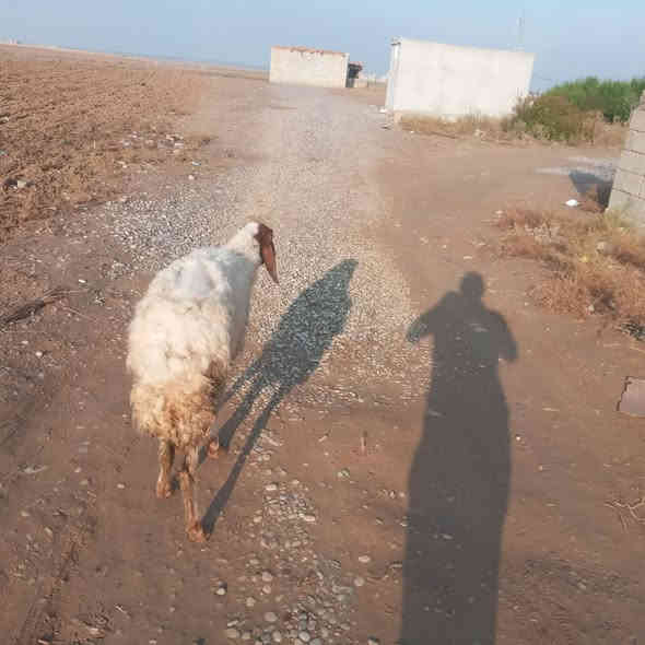 انعجه لبيع مال ربط اعشره ٣ أشهر
السعر ب  ١٢٥ قفل 
***********
