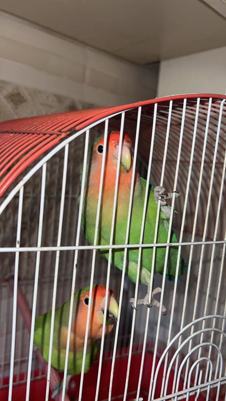 جوتێک خەندووری جوان و هێلکەکەرن نێر وو مێیەن هێلکەکەرن لە بەچکەییەوە لای خۆم بوون بە سلیلاک بەخێوم کردوون خوێندنیان زۆر باشەو چالاکن بە سنووقوو هەموو شتێکیەوە بە ٤٠ هەزار
سەید سادق
سلیمانیش گەیاندنن هەیە


**إذا كنت صاحب هذا الإعلان وتريد حذفه لأي سبب، رجاءا أرسل رسالة إلى الدعم الفني**