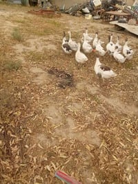 وز عراقي • وز للبيع • طيور للبيع • طيور منزلية • دواجن • اوز عراقي