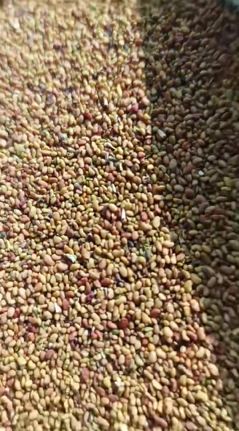 بذور جت عراقي للبيع خالي من الشوائب
‏سعر الكيلو 9 ونص 
‏
‏العنوان/ قضاء أبو غريب - الحصوة
‏للتواصل/ *********** 
‏***********
