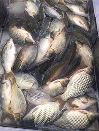 دجاج فرش • سمك • توصيل داخل الكوت