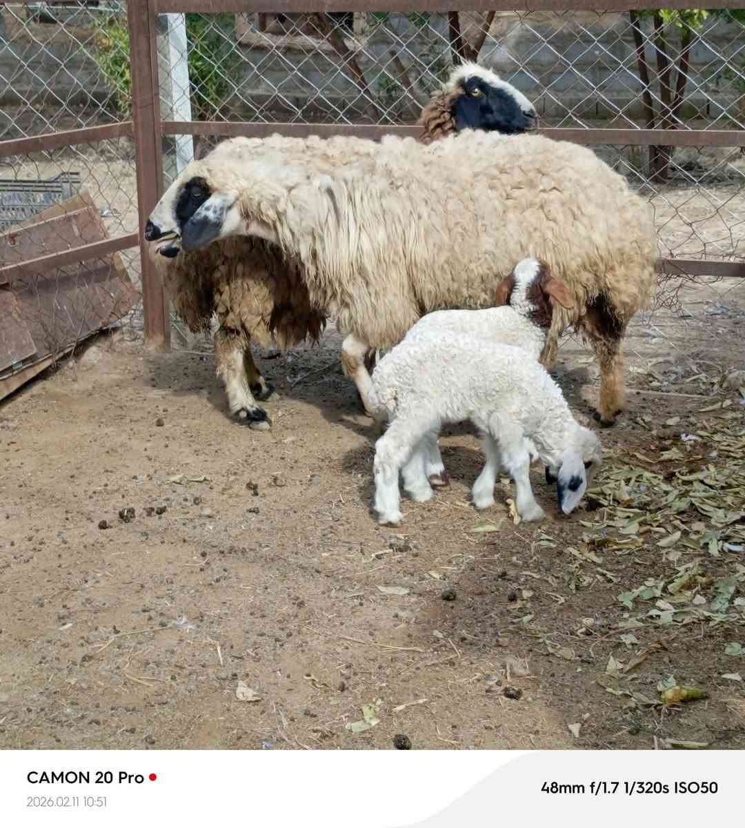 زوج نعاج وراجين مطافيل جواهن فطايم  خير من الله مكاني بغداد التاجي  ماعندي توصيل رقم
***********
***********واتساب 
***********
