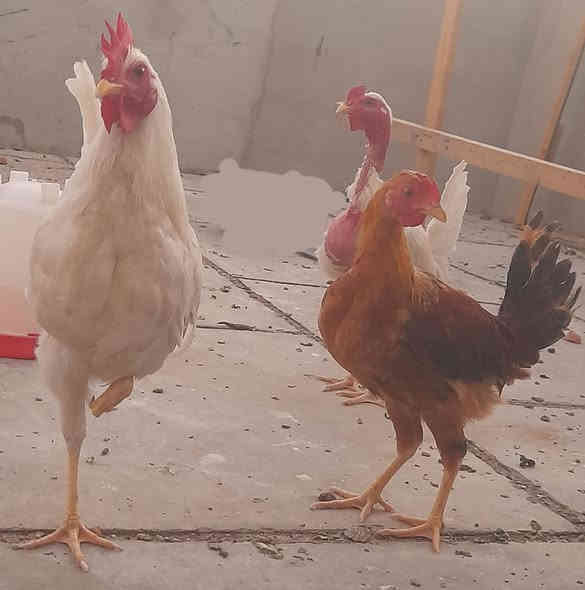 فراريج عرب وابو ركبه عدد ٤  عمرهن ٦ أشهر إلى ٧ أشهر شلع ب37  اتصال ***********
