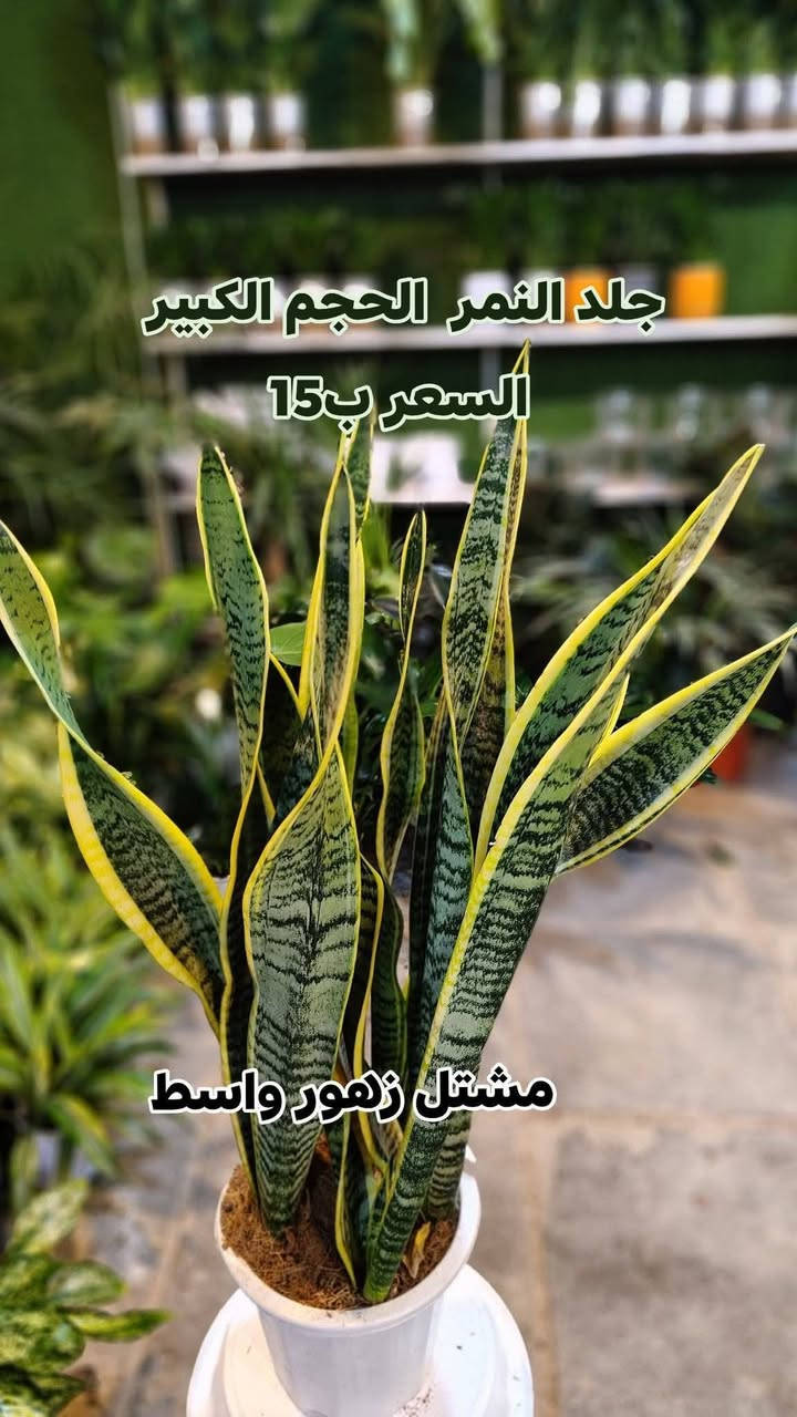 جميع انواع النباتات الظليه في مشتل زهور واسط أهلا وسهلا بيكم
يفتح المشتل طيله ايام الاسبوع من الساعه 8:00 صباحا والى الساعه 7:00 ليلآ
#مشتل_زهور_واسط العنوان كوت فلكه الحاوي شارع مجمع دمشق الطبي مقابل ابتدائية الكوت للتعليم الأساسي #يوجد_توصيل_داخل_الكوت
*********** لطلب والاستفسار واتساب  او مراسله الصفحه الشخصيه بلال الواسطي🌹😊
