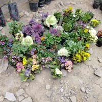 مشتل السند • أشجار وورود • بضاعة جديدة