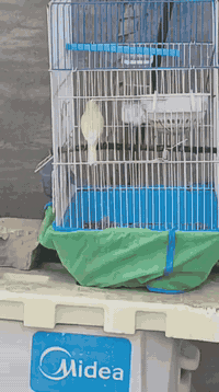 متاح كناري فحل جزري فول جهوزيه وتغريد
للاستفسار الاتصال على الرقم ***********
عنوان المقدادية حي المعلمين. السعر ٤٥
