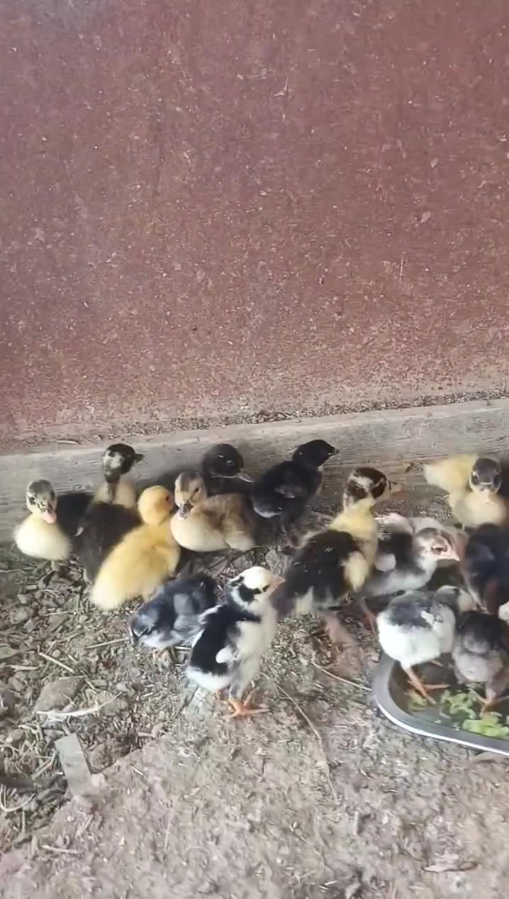 متاح طيور دجاج هنادي العدد 14+بشوش خضيريه العدد 10 شرط الصحه وماخذات لقاح لتهاب صره مكاني ((قضاء النصر)) ***********
