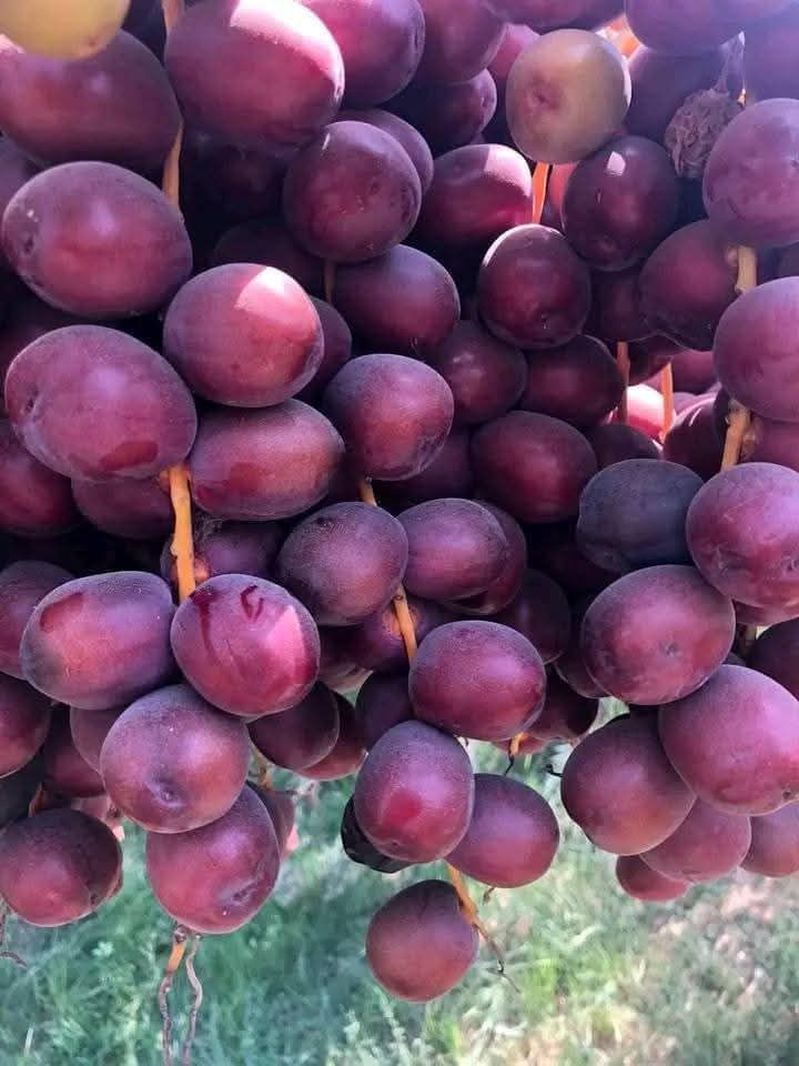 سلام عليكم اخوان نعرضلكم فسائل جوزي احمر العنوان واسط قضاء الصويره ***********
