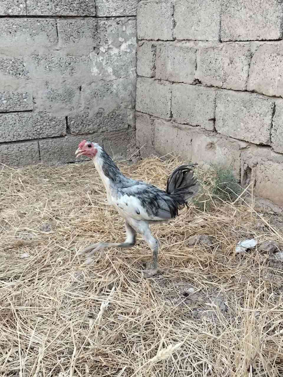 متاح
ديج ودجاجه بوطاني رصاصي
صحتهم خير من الله 
ملقحين كامل ثلاثي ورباعي زيتي 
خشانه فول نضافه فول
صحه جيده 
عمرهم فوك ال 5 اشهر
دجاجه على مبياض
ديج فول
سعرهم اثنينهم 50 الف
عنواني موصل ايسر كوكجلي 
خاص مفتوح


**إذا كنت صاحب هذا الإعلان وتريد حذفه لأي سبب، رجاءا أرسل رسالة إلى الدعم الفني**